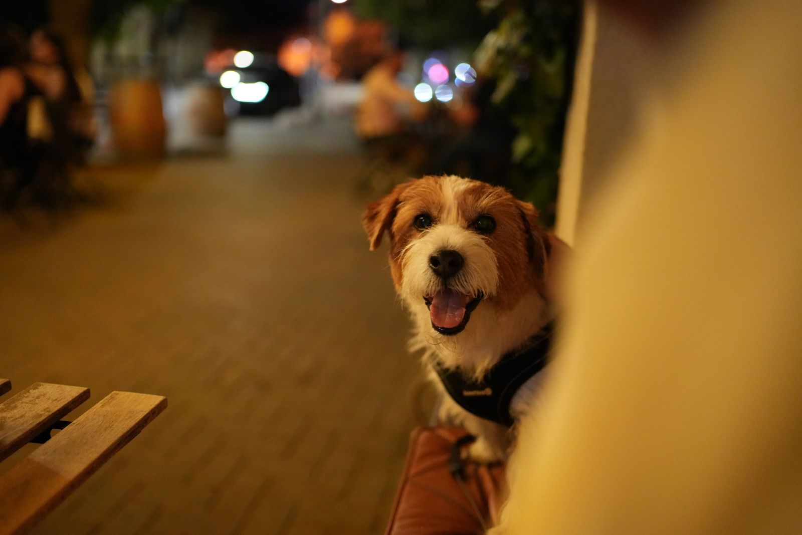Portrait of Taras, the dog, at night on the street