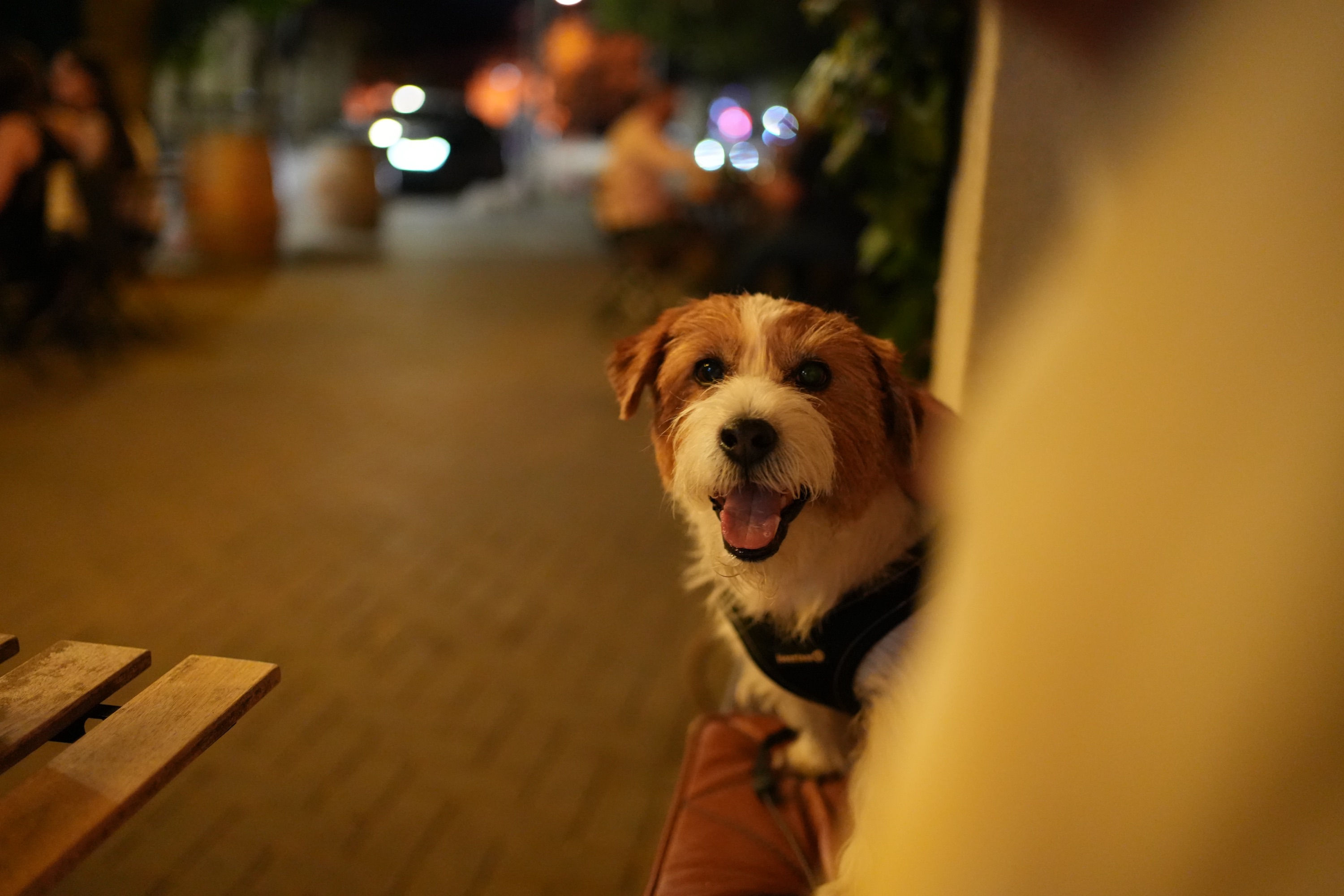 Portret cu Taras, câinele, noaptea pe stradă